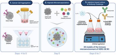 Immune microenvironment dynamics of HER2 overexpressing breast cancer under dual anti-HER2 blockade